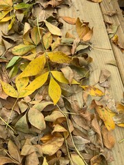 autumn leaves background
