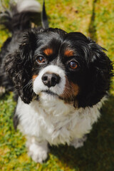 Black and Tan King Charles Cavalier Spaniel on a Sunny Day