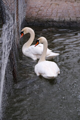 white swan on the water