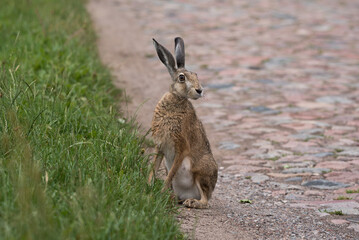 HARE - A cute mammal on a country road