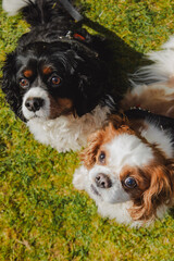 Two King Charles Cavalier Spaniels Playing in a Sunny Garden