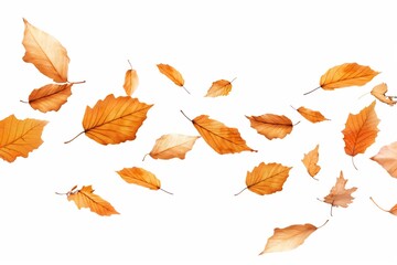 Autumn leaves floating gently in a white background