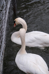 white swans on the water