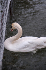white swan on the water