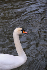 swan on the water