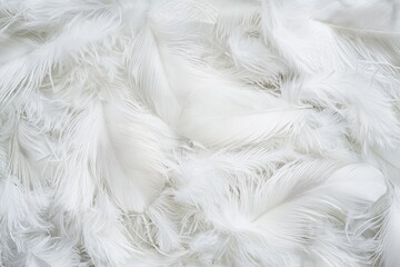 Obraz premium White feathers close up