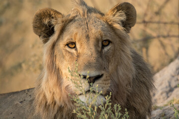lions in BWA