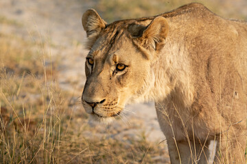 lions in BWA