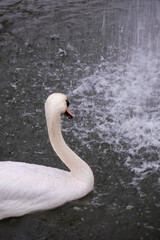swan on the lake