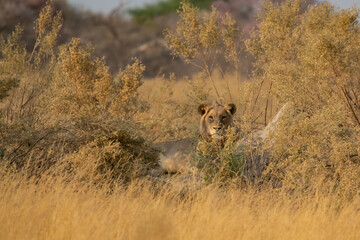 lions in BWA