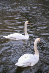 swans on the lake