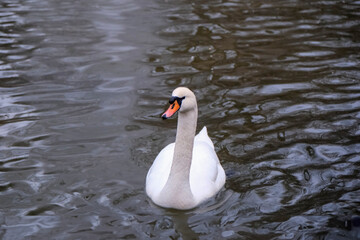 Swan swimming on the lake