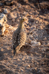 A small, green Namaqua sandgrouse stood with its back to the camera among the rocks and gravel of Northern Namibia