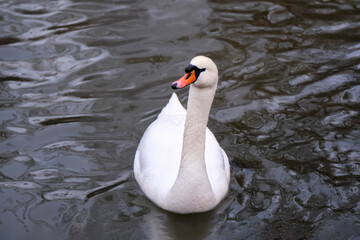 Swan swimming on the lake