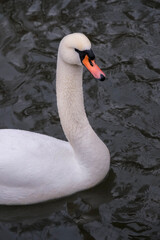 Swans swimming on the lake