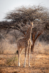A baby giraffe calf stood in the bush and winking at the camera as the sun sets on safari in northern Namibia