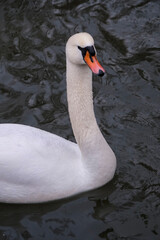 Swan portrait swimming on the lake