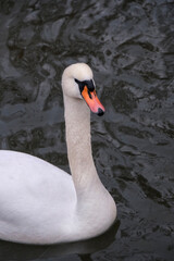 swan macro on the lake