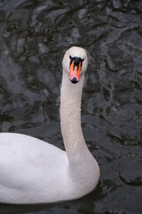swan macro