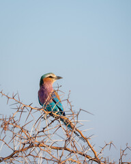 A brightly colored lilac breasted roller perched on the thorny branch of an acacia, isolated against the sky, in the grasslands of Etosha National Park, Namibia