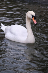 Swan swimming on the lake