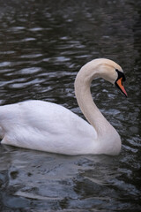 Swan swimming on the lake
