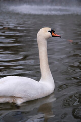 Swan swimming on the lake