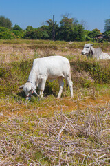 Fototapeta premium thai white cow, animal mammal