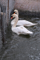 Swans swimming on the lake