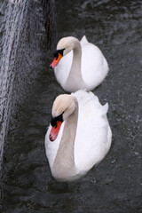 Swans swimming on the lake