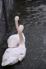 Swans swimming on the lake
