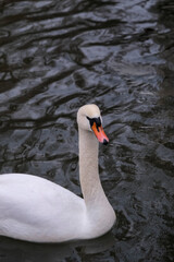 Swans swimming on the lake