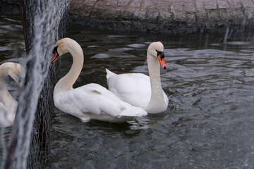 Swans swimming on the lake