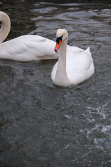 Swans swimming on the lake