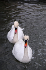 Swans swimming on the lake