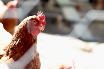 chicken on the farm