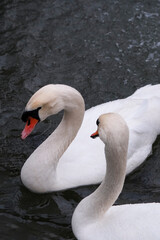 Swans swimming on the lake
