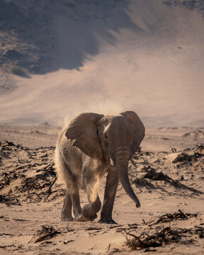 A large bull elephant spraying itself with dust to protect from the scorching sun in the desert of Damaraland, Namibia