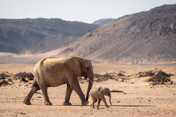 An adult and baby elephant walking in the desert with mountains in the background in Damaraland,...