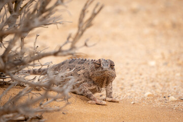 A large namaqua chameleon slowly walking around from behind a bush in the desert near Swakopmund, Namibia