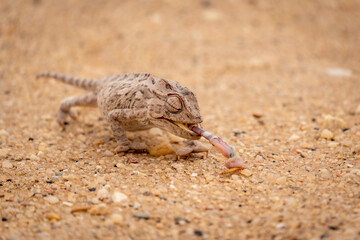 A namaqua chameleon catching a meal worm with its outstretched tongue in the gravel of the desert near Swakopmund, Namibia