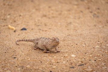A large namaqua chameleon crawling across the gravel and sand in the desert near Swakopmund, Namibia