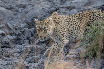 Fototapeta premium leopard in BWA