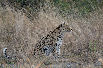 leopard in BWA