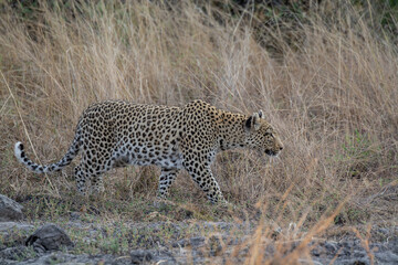 Obraz premium leopard in BWA