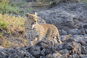 leopard in BWA
