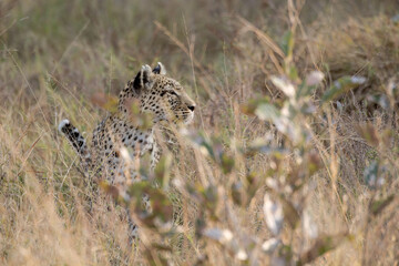 leopard in BWA