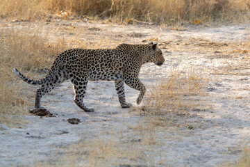 leopard in BWA