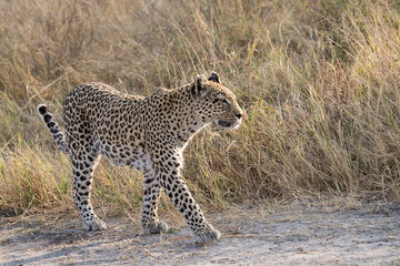 leopard in BWA