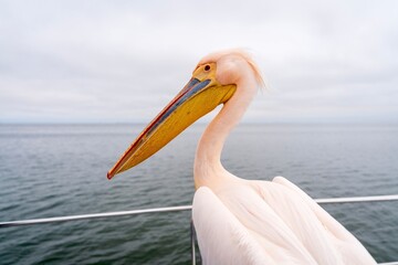 A profile picture of a Great White Pelican sat on the side of a boat on the Atlantic Ocean in Walvis Bay, Namibia